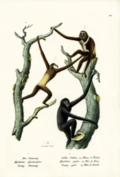 Siamang